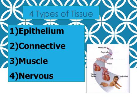 4 Types of Tissue 1)Epithelium 2)Connective 3)Muscle 4)Nervous.