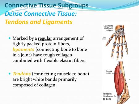 Connective Tissue Subgroups Dense Connective Tissue: Tendons and Ligaments Marked by a regular arrangement of tightly packed protein fibers, ligaments.