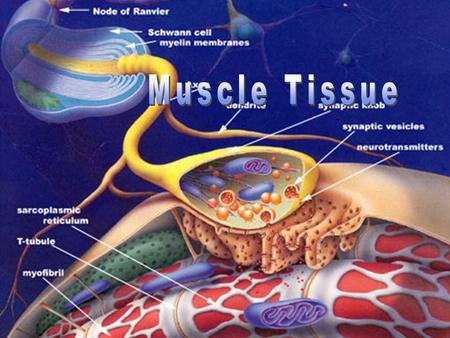 Skeletal Skeletal – striated, multinucleate, voluntary, Smooth Smooth - found in walls of hollow visceral organs; ex. stomach, bladder, respiratory passages;