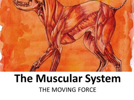 The Muscular System THE MOVING FORCE. MYOLOGY – THE STUDY OF MUSCLES  Myo – refers to muscle my/o – muscle myositis – inflammation of voluntary muscle.