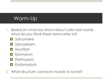 Warm-Up Based on what you know about Latin root words, what do you think these terms refer to? Sarcomere Sarcoplasm Myofibril Epimysium Perimysium Endomysium.