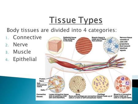 Body tissues are divided into 4 categories: 1. Connective 2. Nerve 3. Muscle 4. Epithelial.