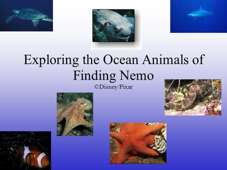 Exploring the Ocean Animals of Finding Nemo ©Disney/Pixar.