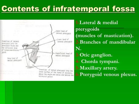 1-Lateral & medial pterygoids (muscles of mastication). 2-Branches of mandibular N. 3-Otic ganglion. 4- Chorda tympani. 5-Maxillary artery. 6-Pterygoid.