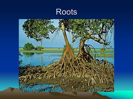 Roots. Roots Originally deemed the part of the plant that grew underground, but with the evolution of aerial roots (ones that grow above ground) and aerating.