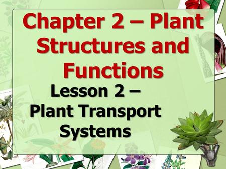 Chapter 2 – Plant Structures and Functions Plant Transport Systems