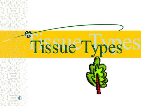 Meristematic Tissue (where mitosis occurs) Responsible for growth in plant Produces new cells that will eventually specialize –↑ height = apical –↑ diameter=