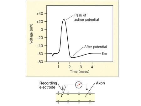 Doyle et al., Science 1998; 280: 69Jiang et al., Nature 2002 417; 523.