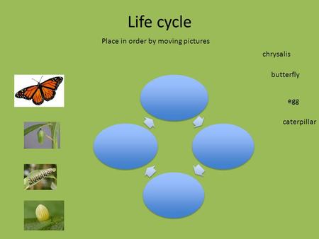 Life cycle Place in order by moving pictures chrysalis butterfly egg