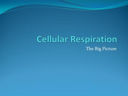 The Big Picture. The Circle of Life... Photoautotophs: organisms that can build all the organic compounds required for life from simple ________________.