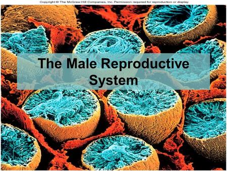 27-1 The Male Reproductive System. Objectives: By the end of this session, students will be able to: Differentiate between primary and secondary sex organs.