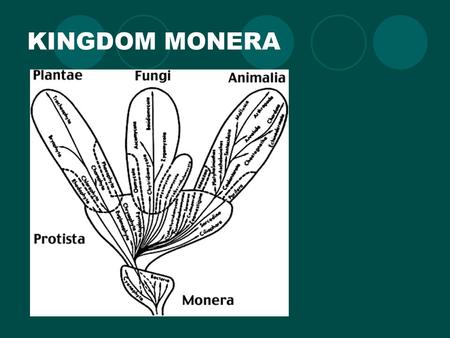 KINGDOM MONERA.