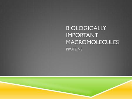 BIOLOGICALLY IMPORTANT MACROMOLECULES PROTEINS. A very diverse group of macromolecules characterized by their functions: - Catalysts - Structural Support.