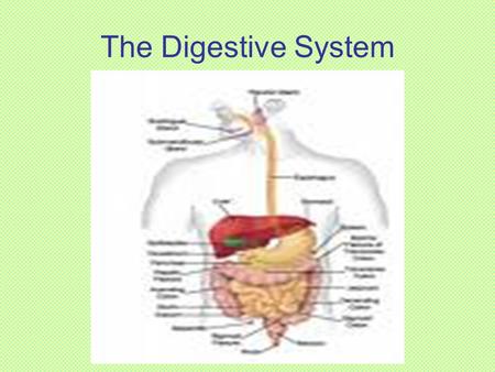 The Digestive System.