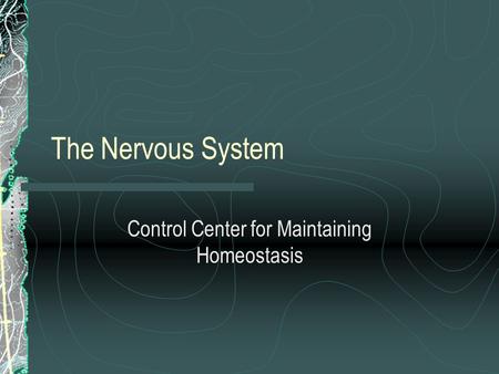 The Nervous System Control Center for Maintaining Homeostasis.