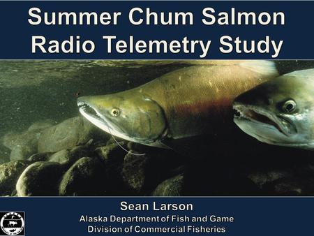 Summary ADF&G is implementing a radio telemetry study on Yukon summer chum salmon Use drift gillnets to catch and tag 1200 chum salmon near Russian Mission.