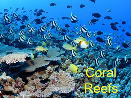 Coral Reefs. What is a Coral Reef? CaCO 3 from living things Reef builders –Corals –Algae –Sponges –Bryozoans –Shells.