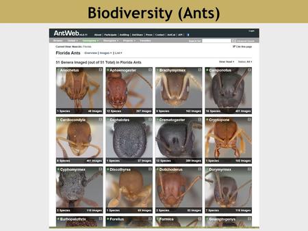 Biodiversity (Ants) 1. 2 Exotic species reduce beta diversity while invasive species reduce alpha diversity.