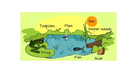 Ecosystems:How do They Work? Unit 5 5-1 Earth’s Life-Support Systems 1.The atmosphere 2.The hydrosphere 3.The geosphere 4.The biosphere.