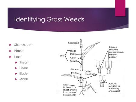 Identifying Grass Weeds  Stem/culm  Node  Leaf  Sheath  Collar  Blade  Midrib.