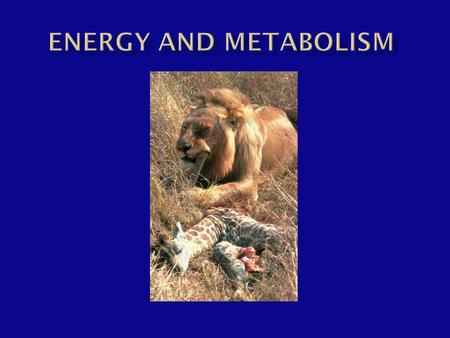  The living cell generates thousands of different reactions  Metabolism  Is the totality of an organism’s chemical reactions  Arises from interactions.