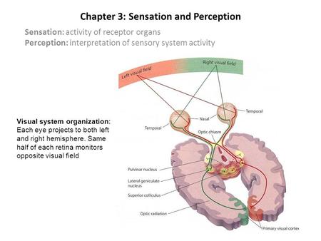 Chapter 3: Sensation and Perception Sensation: activity of receptor organs Perception: interpretation of sensory system activity Visual system organization: