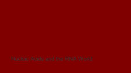 Chapter 4 Nucleic Acids and the RNA World. Key Concepts Nucleotides consist of a sugar, a phosphate group, and a nitrogen-containing base. Ribonucleotides.