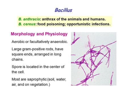 Bacillus B. anthracis: anthrax of the animals and humans. B. cereus: food poisoning; opportunistic infections. Aerobic or facultatively anaerobic. Large.