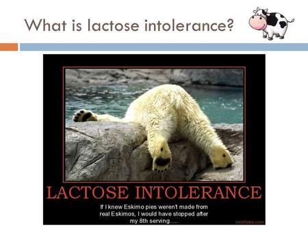 What is lactose intolerance?. Inability to digest lactose!