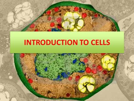 INTRODUCTION TO CELLS. History of Cells Robert Hooke, 1665 Anton von Leeuwenhoek, 1674 Matthias Schleiden, 1838 Theodor Schwann, 1839 Rudolph Virchow,