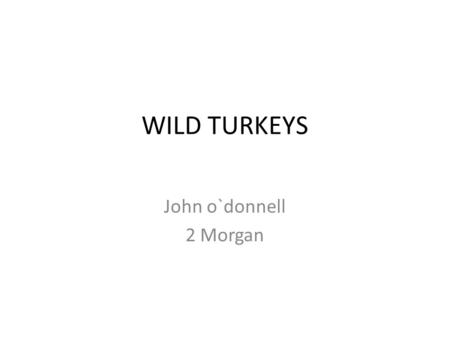 WILD TURKEYS John o`donnell 2 Morgan. Appearance- Body wild turkeys are black and brown. Wild turkeys have red wattles.