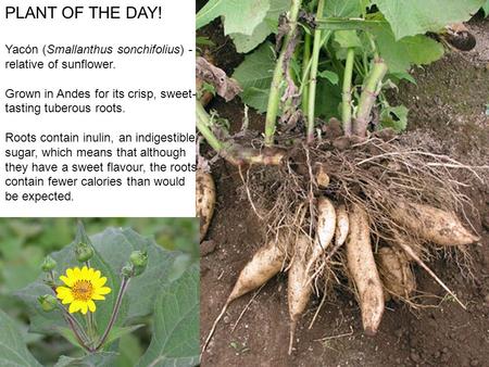 PLANT OF THE DAY! Yacón (Smallanthus sonchifolius) - relative of sunflower. Grown in Andes for its crisp, sweet-tasting tuberous roots. Roots contain inulin,