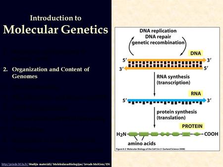 Molecular Genetics Introduction to