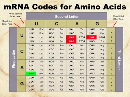 mRNA Codes for Amino Acids