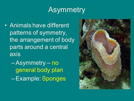 Asymmetry Animals have different patterns of symmetry, the arrangement of body parts around a central axis Asymmetry – no general body plan Example: Sponges.