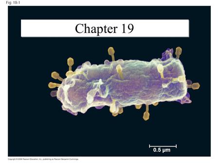 Fig. 19-1 0.5 µm Chapter 19. Fig. 19-2 RESULTS 12 3 Extracted sap from tobacco plant with tobacco mosaic disease Passed sap through a porcelain filter.