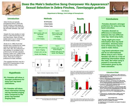 Does the Male’s Seductive Song Overpower His Appearance? Sexual Selection in Zebra Finches, Taeniopygia guttata Erin Moore Department of Biology, York.