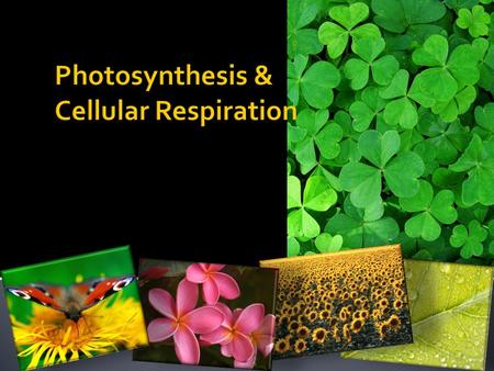 Photosynthesis & Cellular Respiration