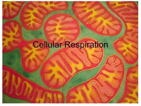 Cellular Respiration.