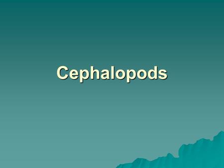 Cephalopods. General Characteristics  Cephalopoda means head foot –Cephalopods are characterized by a completely merged head and foot  Octopuses,