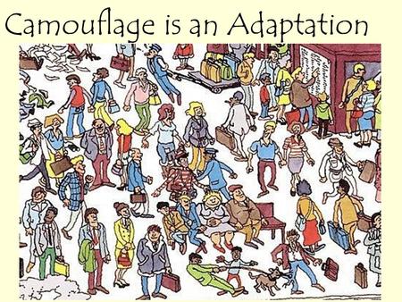 Camouflage is an Adaptation. Before we get started see if you can find Waldo in these pictures. This will test your predator skills of looking closely.