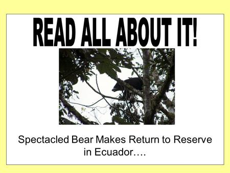 Spectacled Bear Makes Return to Reserve in Ecuador….