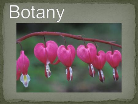 Botanists study plant life to discover its structure, physiology, heredity, distribution, and economic value. They study plant chromosomes, reproduction.