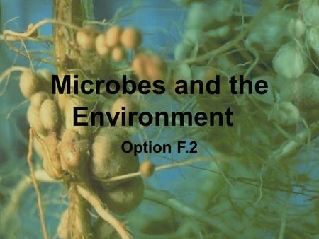 Microbes and the Environment Option F.2. Microscopic Producers Convert inorganic molecules into organic molecules. Algae and some bacteria use chlorophyll.