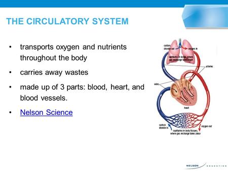 THE CIRCULATORY SYSTEM