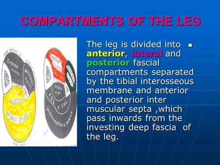 COMPARTMENTS OF THE LEG The leg is divided into anterior, lateral and posterior fascial compartments separated by the tibial interosseous membrane and.