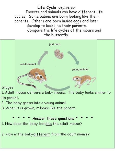 Life Cycle Obj. 1.03, 1.04 	Insects and animals can have different life cycles. Some babies are born looking like their parents. Others are born inside.