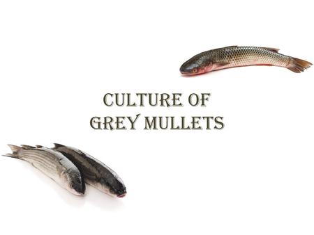 CULTURE OF GREY MULLETS. Grey mullets and milkfish are one of the important group of cultured species in Vallis of the Mediterranean lagoons (Italy) Coastal.