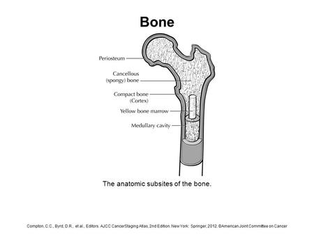 Bone The anatomic subsites of the bone. Compton, C.C., Byrd, D.R., et al., Editors. AJCC CancerStaging Atlas, 2nd Edition. New York: Springer, 2012. ©American.