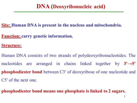 DNA ( Deoxyribonucleic acid ) Site: Human DNA is present in the nucleus and mitochondria. Function: carry genetic information. Structure: Human DNA consists.